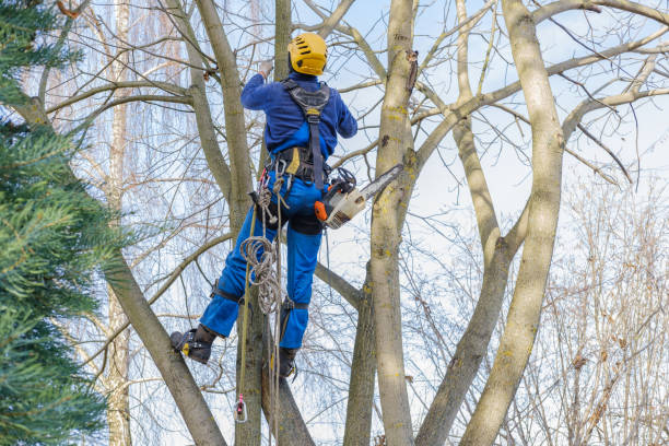 Best Tree Disease Treatment  in St Peter, WI