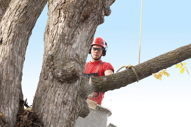 Best Commercial Tree Services  in St Peter, WI